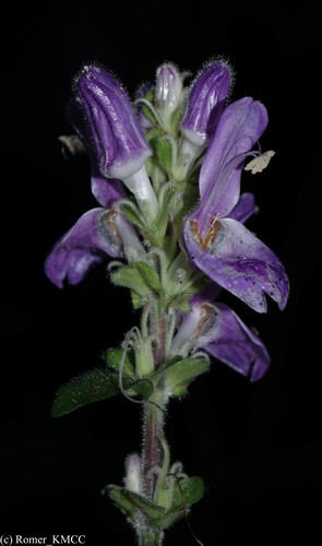 Brillantaisia madagascariensis