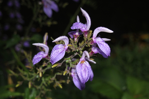 Brillantaisia owariensis (Giant Salvia) — photo