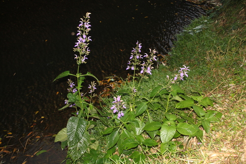 Brillantaisia owariensis (Giant Salvia) — photo
