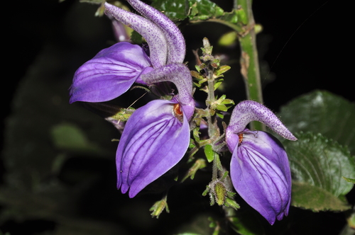 Brillantaisia owariensis