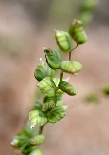 Briza humilis — photo