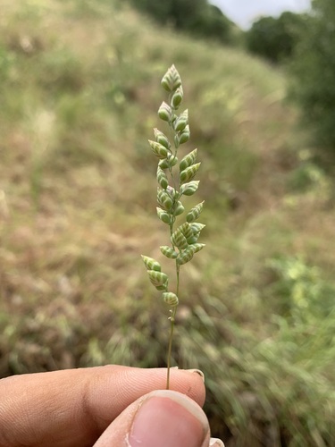 Briza humilis