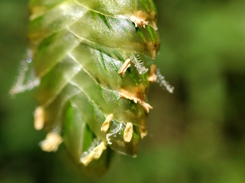 Briza maxima (Giant quaking grass) — photo