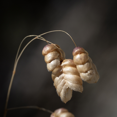 Briza maxima (Giant quaking grass) — photo
