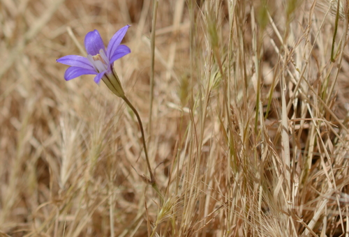 Brodiaea coronaria (Californian hyacinth) — photo