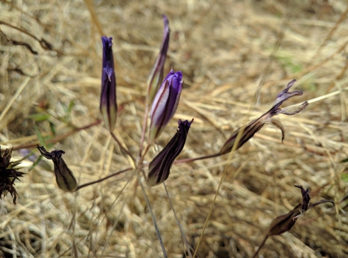 Brodiaea coronaria (Californian hyacinth) — photo