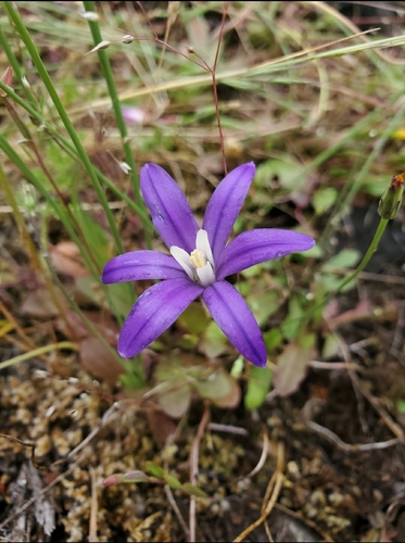 Brodiaea coronaria