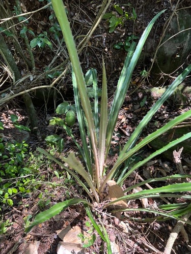 Bromelia antiacantha (Gravata) — photo
