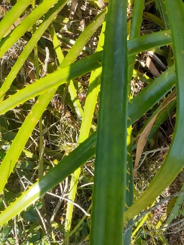 Bromelia antiacantha (Gravata) — photo