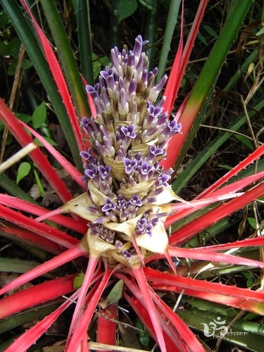 Bromelia antiacantha