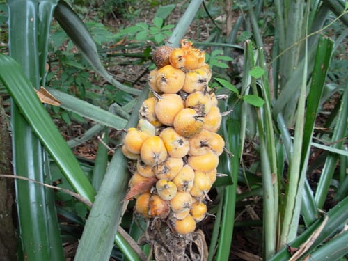 Bromelia balansae (Heart of Flame) — photo