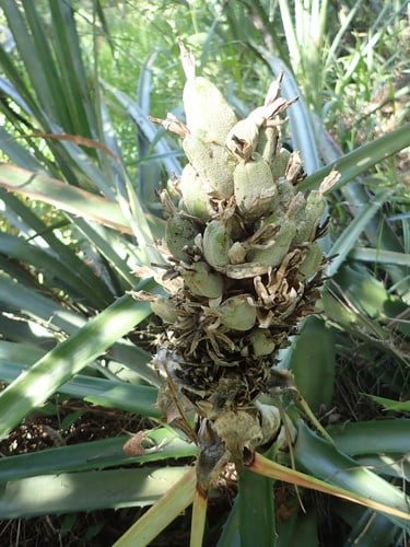 Bromelia balansae (Heart of Flame) — photo