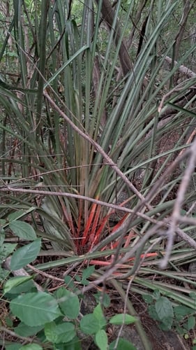 Bromelia grandiflora (Large flower caraguata) — photo