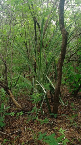 Bromelia grandiflora (Large flower caraguata) — photo