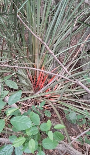 Bromelia grandiflora