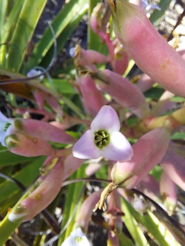 Bromelia hieronymi (Kisye) — photo
