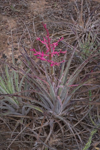 Bromelia hieronymi