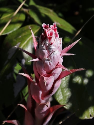Bromelia interior — photo