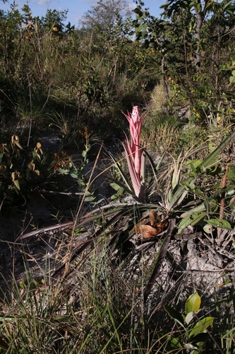 Bromelia interior — photo