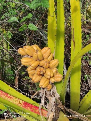 Bromelia laciniosa — photo