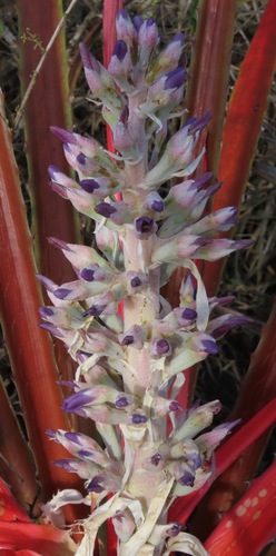 Bromelia laciniosa — photo