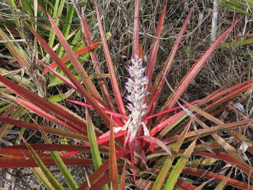 Bromelia laciniosa