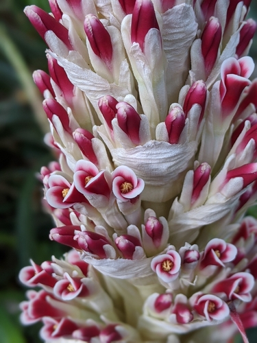Bromelia pinguin (Pinguin) — photo