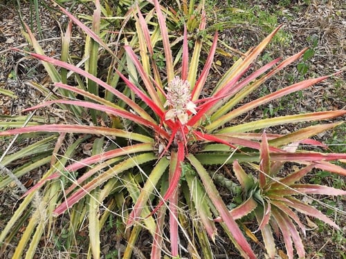 Bromelia pinguin