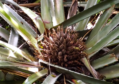 Bromelia plumieri (Pina pico) — photo