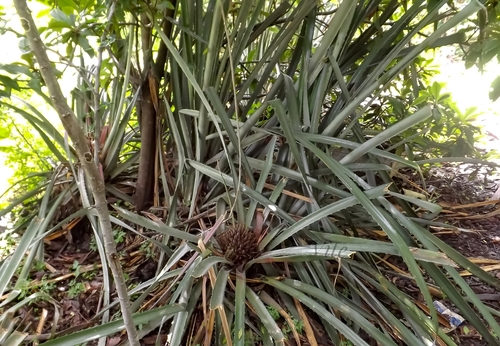 Bromelia plumieri (Pina pico) — photo