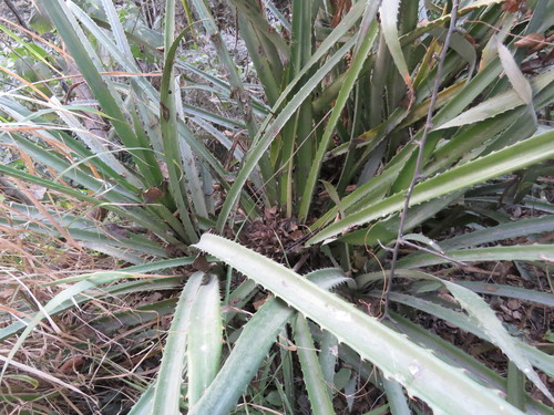 Bromelia plumieri