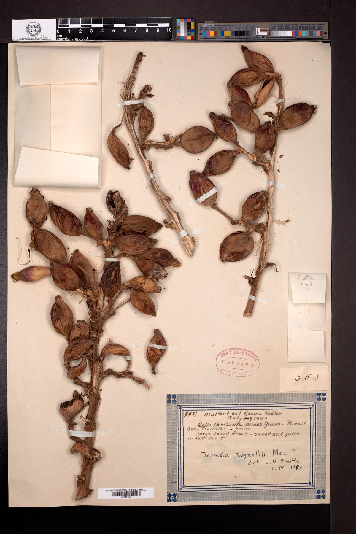 Bromelia regnellii — photo