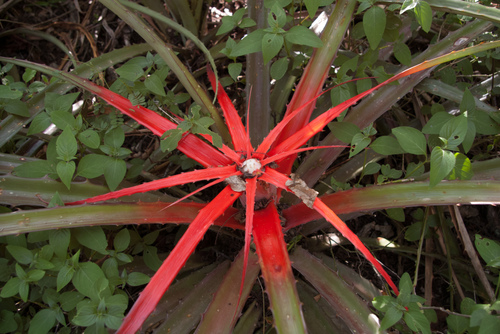 Bromelia serra (Bayonet bromeliad) — photo