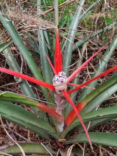 Bromelia serra (Bayonet bromeliad) — photo