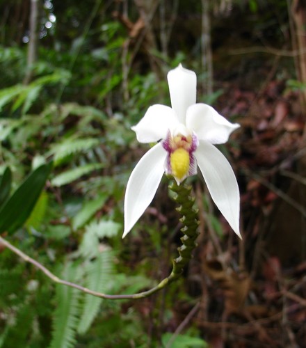 Bromheadia finlaysoniana — photo