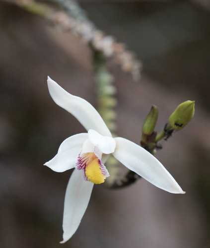 Bromheadia finlaysoniana — photo