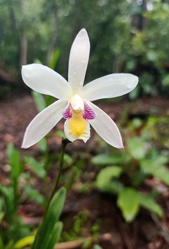 Bromheadia finlaysoniana