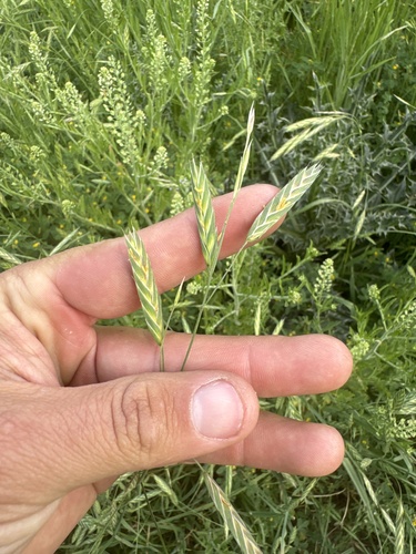Bromus brevis — photo