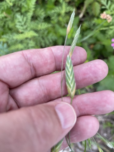 Bromus brevis — photo
