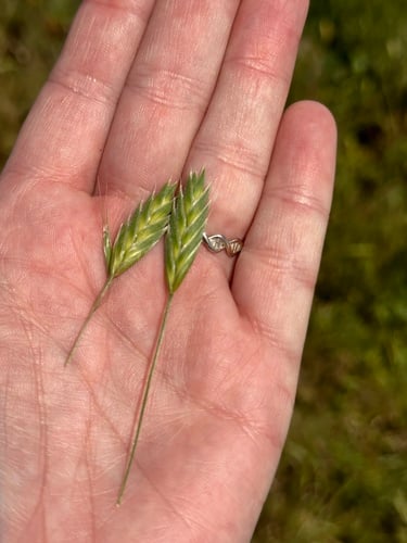 Bromus brevis