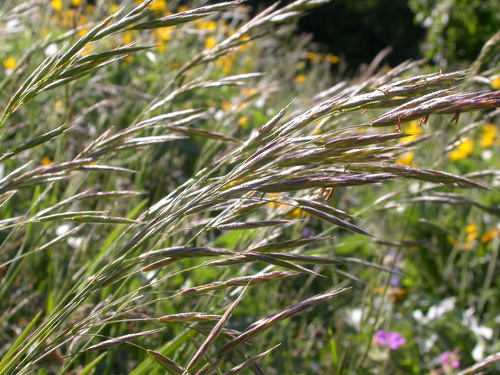 Bromus carinatus (California brome) — photo