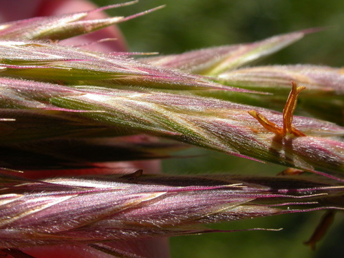 Bromus carinatus (California brome) — photo
