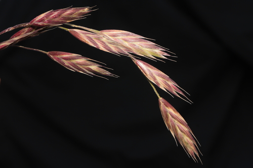 Bromus catharticus (Rescue grass) — photo