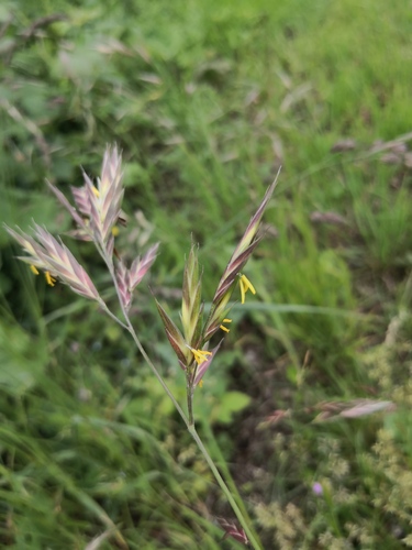 Bromus catharticus (Rescue grass) — photo