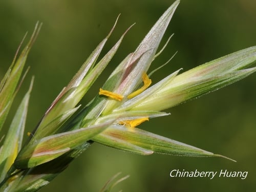 Bromus catharticus