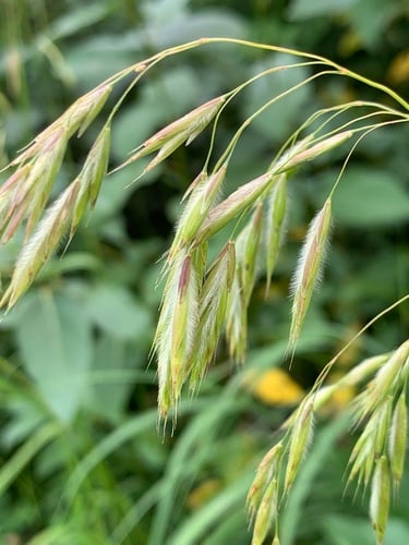 Bromus ciliatus — photo