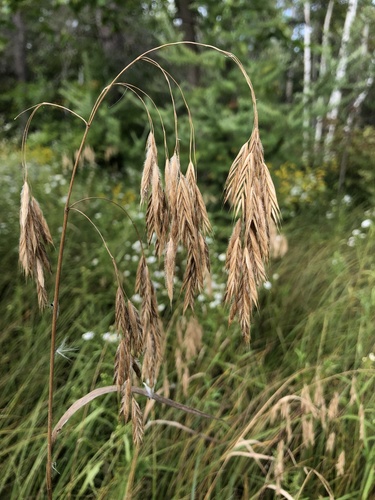 Bromus ciliatus — photo