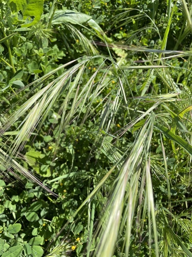 Bromus diandrus (Ripgut brome) — photo