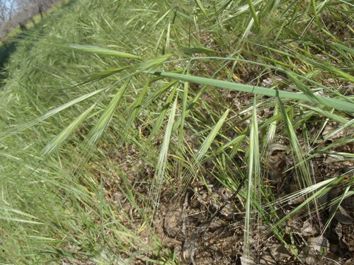 Bromus diandrus (Ripgut brome) — photo