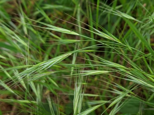 Bromus diandrus